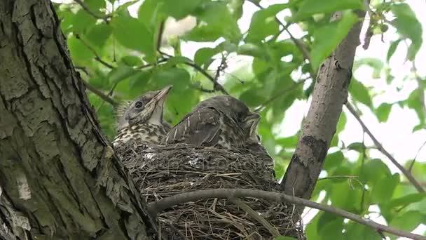 Parents des oisillons qui nourrissent les oiseaux à Nid — Video