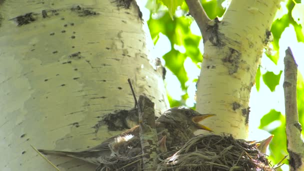 Pájaro madre en nido con polluelos — Vídeo de stock