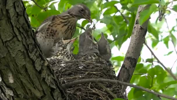 Parents of the Bird Feed Chicks in Nest — Stock Video