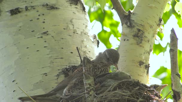 Vogel moeder in Nest met kuikens — Stockvideo