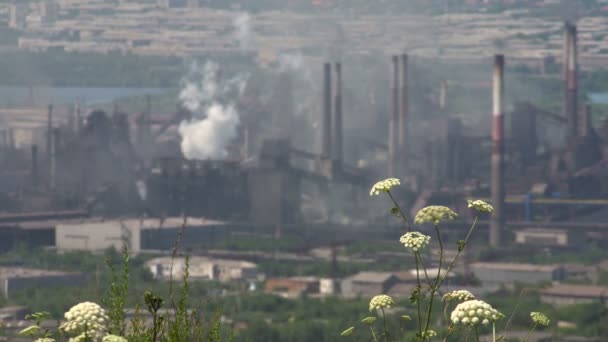 Metallurgische fabriek verontreiniging van het milieu door de emissie van rook. Bloeiende gras op de voorgrond. — Stockvideo