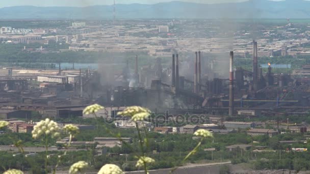 Contaminación metalúrgica de la planta del medio ambiente por emisión de humo. Hierba floreciente en primer plano . — Vídeos de Stock