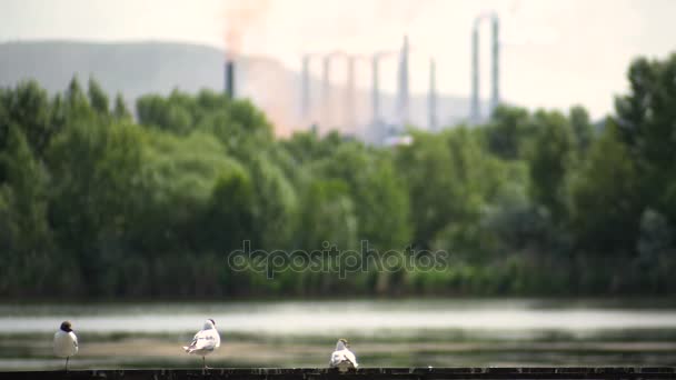 Белые чайки на фоне загрязнения труб завода по производству воздушных эмиссий — стоковое видео