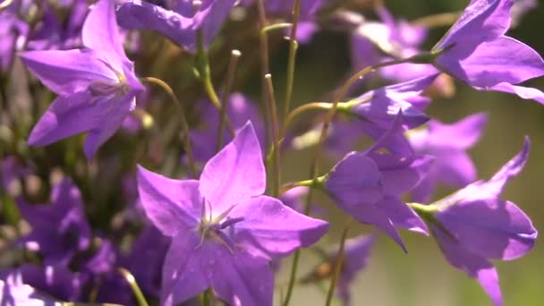 Blue Bell kwiaty zbliżenie od wiatru makro — Wideo stockowe