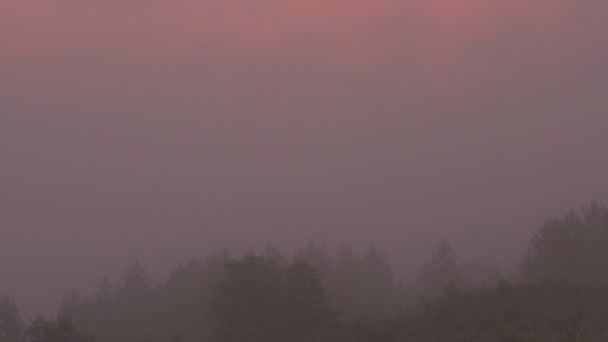 Fondo de niebla rosa antes del amanecer en un bosque Glade — Vídeos de Stock