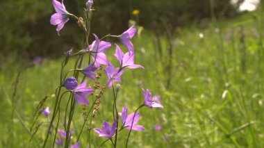 Kırlangıçlar uçuş orman nehir Silhouettes