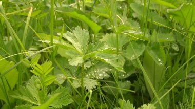 Yeşil çim çayır çiy ağır çekim kamera damlacıkları