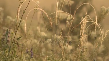 Damla çiğ ve örümcek ağları içinde yabani otları kaynaklanıyor