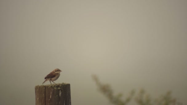 Mládě ptáka na větvi v pozadí mlhavé ráno — Stock video