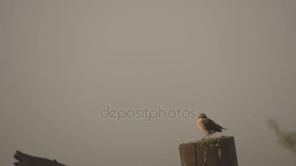 Verscholen vogel op een tak in de achtergrond van een mistige ochtend — Stockvideo