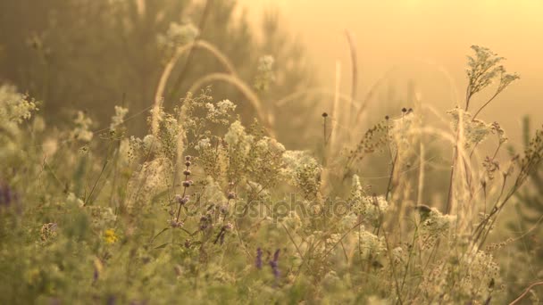 Tallos de hierbas silvestres en gotas de rocío y telarañas — Vídeo de stock