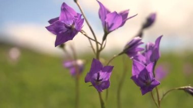 Rüzgar gelen mavi çan çiçekleri yakın çekim