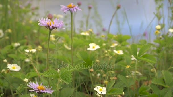 Fleurs d'huîtres sauvages et de fraises sur une prairie — Video