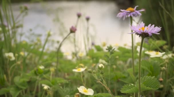 Flores de Asters salvajes y fresas en un prado — Vídeos de Stock