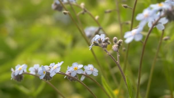 Fleurs d'un Forget-Me-Not sur une prairie sauvage Gros plan d'une accroupie dans le vent — Video