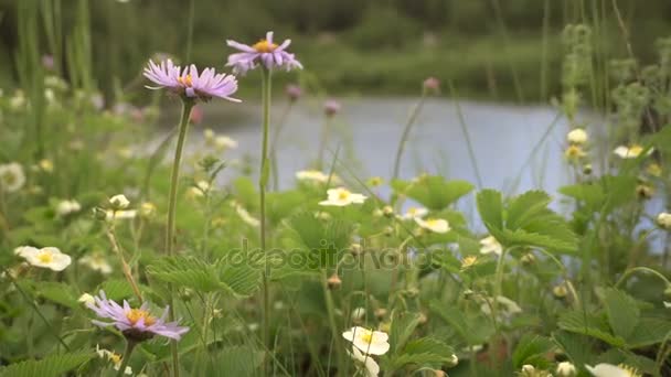 Blommor av vilda astrar och jordgubbar på en äng — Stockvideo