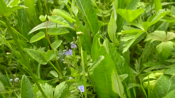 Mouvement lent à travers une prairie fleurie de fleurs jaunes — Video