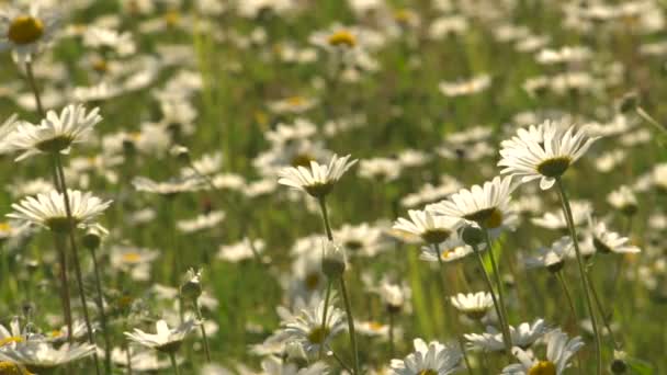 草甸与雏菊在阳光明媚的一天 — 图库视频影像