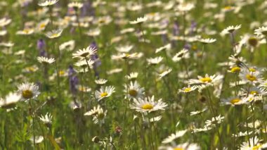 Güneşli bir papatya ile çayır