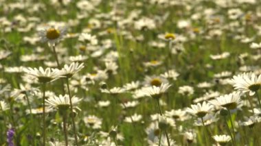 Güneşli bir papatya ile çayır