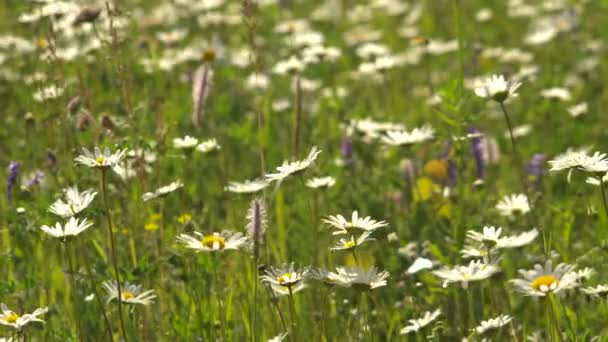 Wiese mit Gänseblümchen an einem sonnigen Tag — Stockvideo