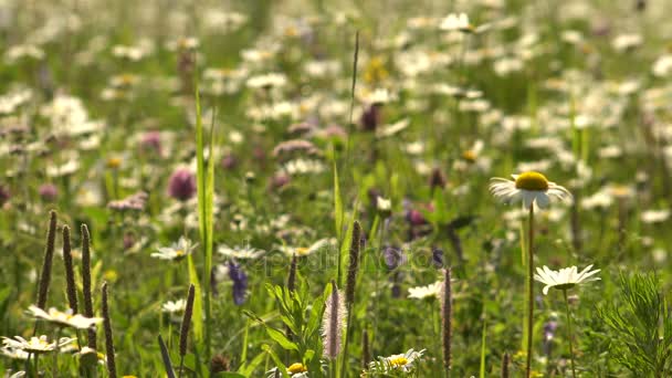 Wiese mit Gänseblümchen an einem sonnigen Tag — Stockvideo