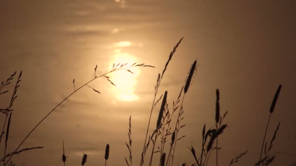 Manhã de verão nebuloso na margem do rio ao nascer do sol — Vídeo de Stock