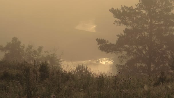 Foggy Matin d'été sur le bord de la rivière au lever du soleil — Video