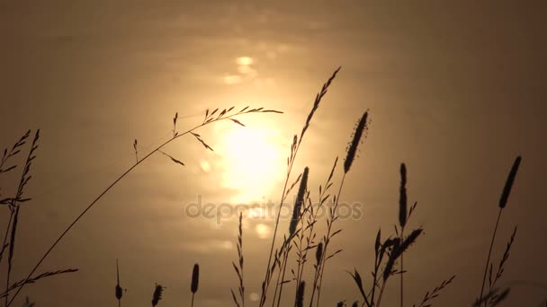 Foggy Summer Morning on River Bank at Sunrise — Stock Video