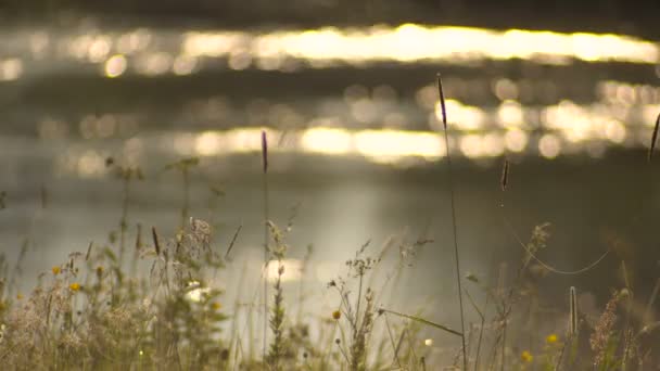Mañana de verano brumosa en la orilla del río al amanecer — Vídeos de Stock