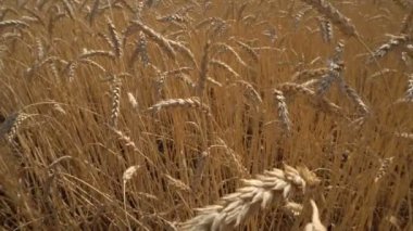 Olgun buğday alan yakın çekim yumuşak hareket ileri fotoğraf makinesinin üzerinde sivri