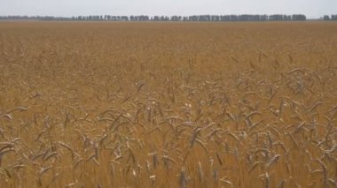 Olgun buğday alan bir ortak Plan ile bir ufuk çizgisi olduğunu.