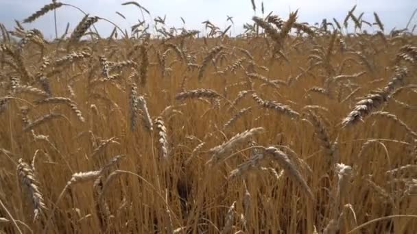Hroty zralé pšenice detail Panorama — Stock video