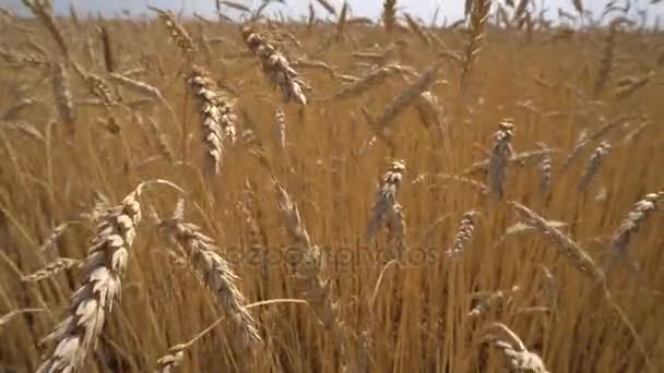 Pšenice zralé klasy obilí zblízka na hřišti. — Stock video