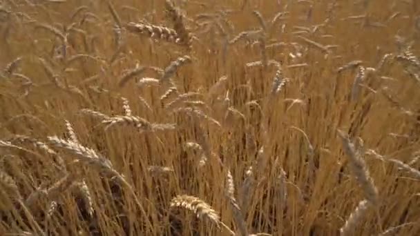 Dojrzałe kłosy pszenicy zbliżenie pszenicy na pole. — Wideo stockowe