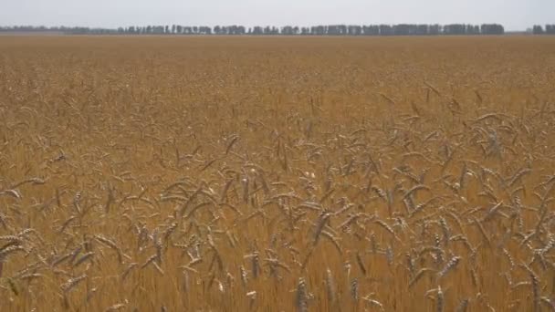 Поле спелого пшеницы - общий план с горизонтальной линией . — стоковое видео