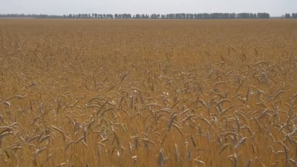 Veld van rijpe tarwe is een gemeenschappelijk Plan met een Horizon Line. — Stockvideo