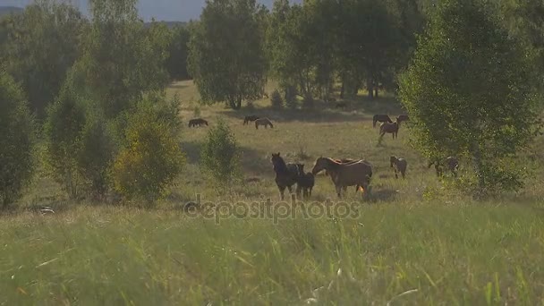 Стадо лошадей, бегущих по лесу — стоковое видео