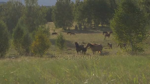 Troupeau de chevaux courant à travers la forêt 