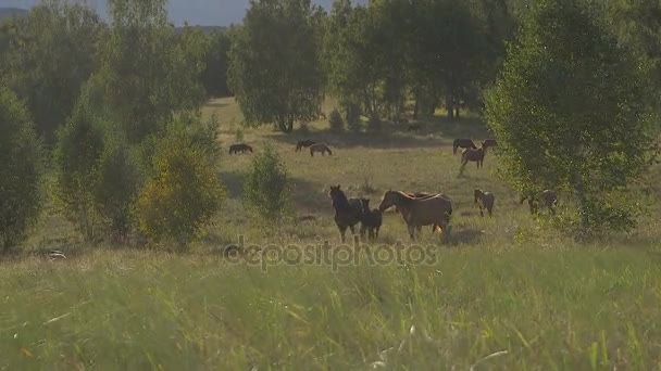 Csorda ló fut keresztül erdő — Stock videók