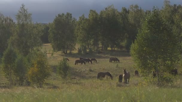 Stádo koní pást v lese obecný plán — Stock video