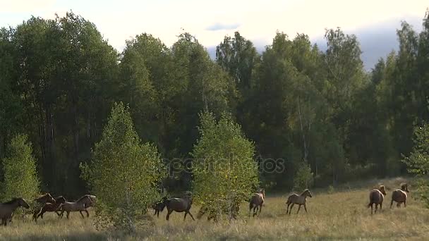 Troupeau de chevaux au ralenti traversant la forêt 