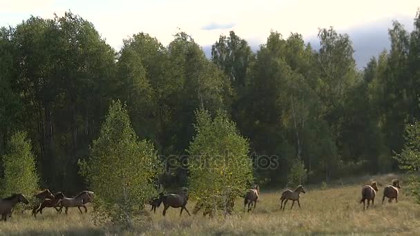 Manada lenta de cavalos atravessando a floresta — Vídeo de Stock