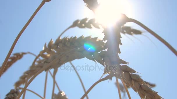 Orecchie di grano a lento movimento sullo sfondo di un disco solare nel cielo — Video Stock