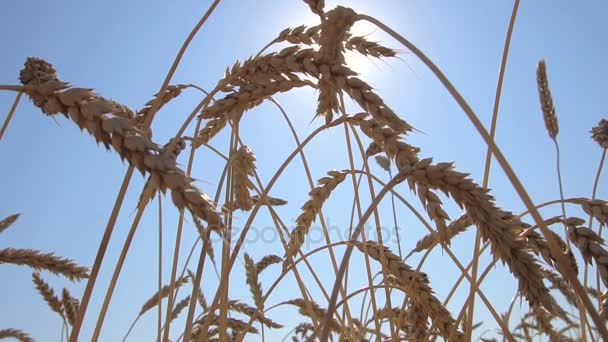 Slow Motion tarwe oren tegen de achtergrond van een zonneschijf aan de hemel — Stockvideo