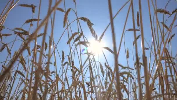 Oren van volwassen tarwe tegen de achtergrond van een zonneschijf — Stockvideo