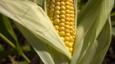 Olgun mısır mısır koçanı elinde, yakın çekim