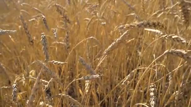 Dziedzinie Panorama dojrzałej pszenicy na środku ziemi — Wideo stockowe