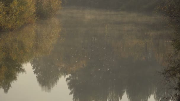 Туман над лісом гірської річки Dawn.restoration осінні дерева у воді. Повільний потік. — стокове відео