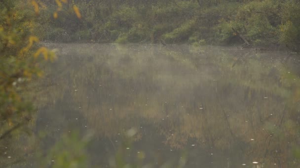 Nebel über dem Waldfluss im Morgengrauen. Wiederherstellung der Herbstbäume im Wasser. Langsamer Fluss. — Stockvideo